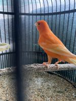 Canary Birds for sale in Pennsauken, New Jersey. price: $100