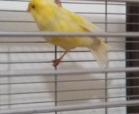 Canary Birds for sale in Chicago, Illinois. price: $70
