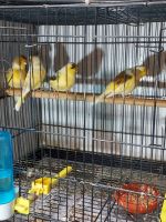 Canary Birds Photos