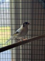 Canary Birds for sale in Peoria, Arizona. price: NA