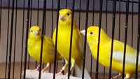 Canary Birds for sale in Sacramento, CA, USA. price: $100