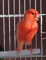 Canary Birds for sale in Brandon, FL, USA. price: $60