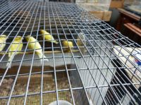 Canary Birds for sale in St. Louis, MO 63116, USA. price: $60