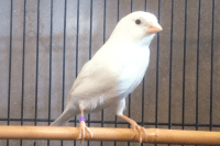 Canary Birds for sale in Chattanooga, TN, USA. price: NA