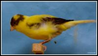 Canary Birds for sale in Summerfield, FL 34491, USA. price: $85