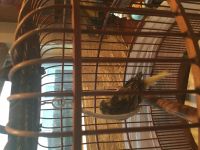 Canary Birds for sale in Houston, TX, USA. price: $65