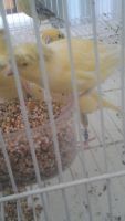 Canary Birds for sale in Tampa, FL, USA. price: $50