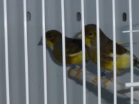 Canary Birds Photos