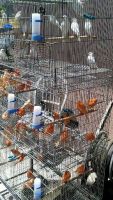Canary Birds for sale in Paramount, CA, USA. price: $75