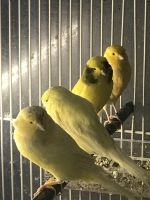Canary Birds for sale in Milwaukee, WI, USA. price: $100