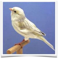 Canary Birds for sale in Vancouver, WA, USA. price: $167