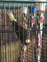 Canary Birds for sale in Campbell, CA, USA. price: NA