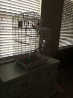Canary Birds for sale in Layton, UT, USA. price: $50