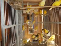 Canary Birds for sale in Temecula, CA, USA. price: $100