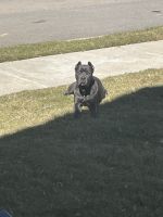 6 months old male cane corso