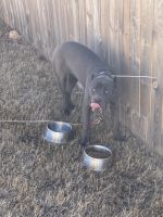 6 months old male cane corso