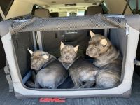 AKC registered Cane Corso