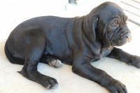 Cane Corso Puppies