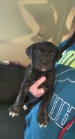 Cane corso puppies for sale
