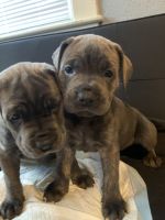 Cane corso puppies
