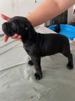 Cane Corso. Ready to rehome. ICCF