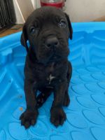 Cane Corso. Ready to rehome. ICCF