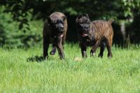 5 month old male and female Corso