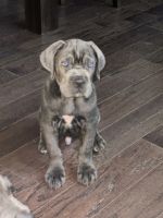 13 weeks Blue Cane Corso