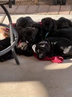 Cane Corso Pups