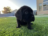Cane Corso Pups