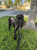 Cane Corso Puppy 16 Weeks