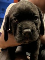 Cane corso puppy