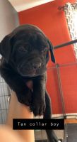 Cane corso puppy