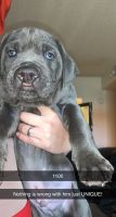CANE CORSO UP FOR ADOPTION!!