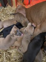 Cane, Corso, Rottweiler, mixed puppies