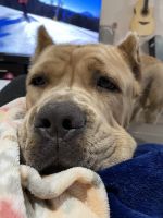 Rehome 3y/o Cane Corso