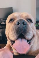 Rehome 3y/o Cane Corso