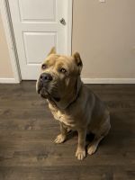 Rehome 3y/o Cane Corso