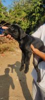 Cane Corso Puppies for sale in Pune, Maharashtra, India. price: 80,000 INR