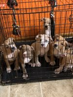 Cane corso/American pitbull mix