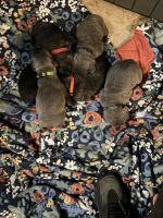 Cane Corso Puppies!