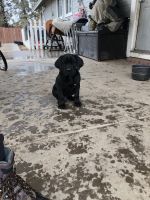 Give these puppies new homes