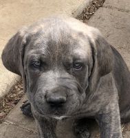 Give these puppies new homes