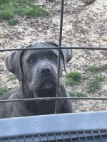 Cane Corso Puppies Available