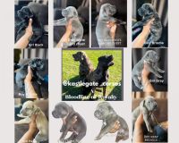 Insta @Kastlegate_coros Sire Django & Dam Dusse first beautiful litter