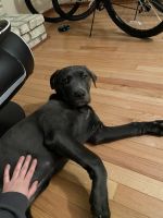 6 month old purebred Cane Corso for sale