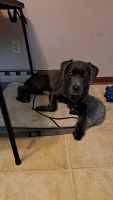 6 month old purebred Cane Corso for sale