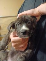 Cane Corso/Siberian Husky Puppies