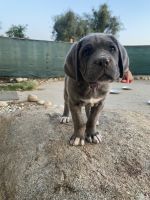 Cane Corso puppies