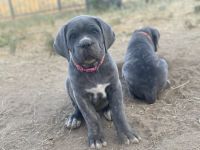 Cane Corso puppies